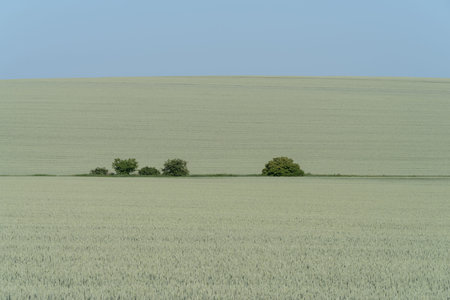 Podolia region of Ukraine, Spring landscape. Green wheat field and blue sky