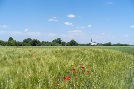 Podolia region of Ukraine. Green wheat field and blue skyの写真素材