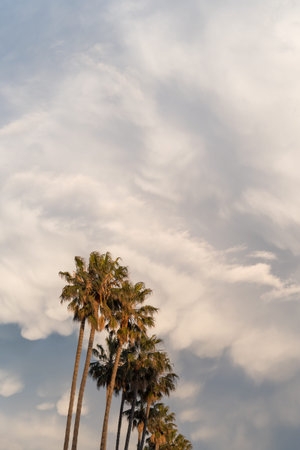 Palm trees in a row against evening cloudy skyの写真素材