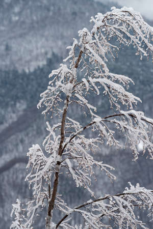 Tree branches covered in ice after the freezing rainの写真素材