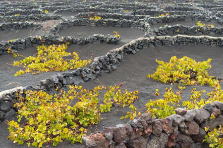 La Geria, Lanzarote Island, Canary, Spain, Vineyards in dark lava soilの写真素材
