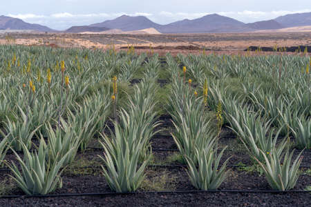 Aloe vera plants on the farm, Fuerteventura, Canary Islands, Spainの写真素材