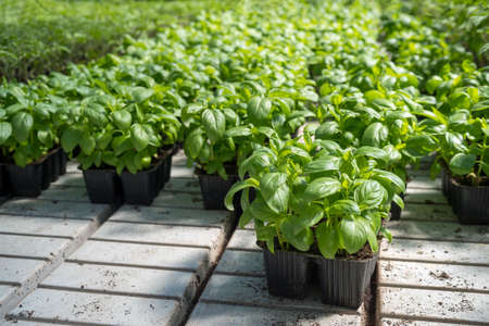 Young organic basil cultivation in seed traysの写真素材
