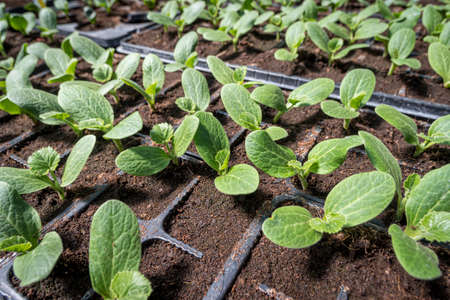 Young squash cultivation in seed traysの写真素材