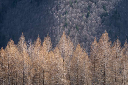 Larch trees glisten as sunlight reflects off their branchesの写真素材