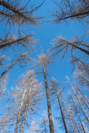 Naked larch trees against blue sky background in winter sunny dayの写真素材