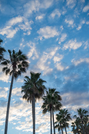 Altocumulus cloud and palm trees in a rowの写真素材