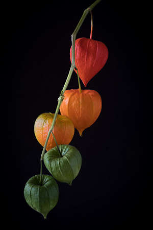 Physalis alkekengi fruit husksの写真素材