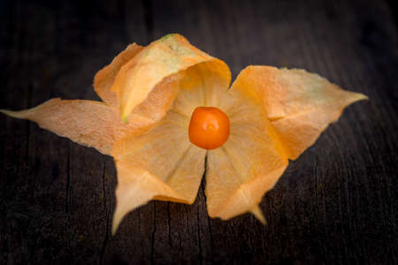Physalis alkekengi fruit with the huskの写真素材