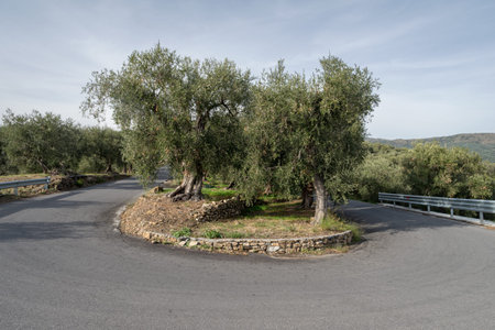 A road passes through an olive grove near the Imperia town Liguria region, Italy