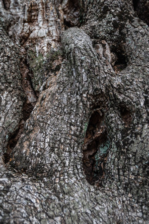 The bark of an olive tree trunk
