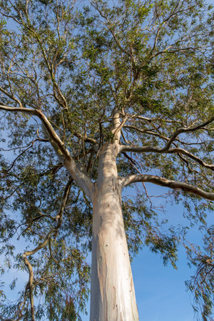 Low angle view of eucalyptus treeの写真素材