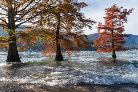 Trees in flooded water in Lake Maggiore after heavy rains, Northern Italyの写真素材