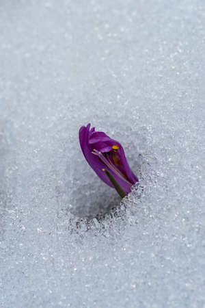 Spring crocus flower blooming on snowの写真素材