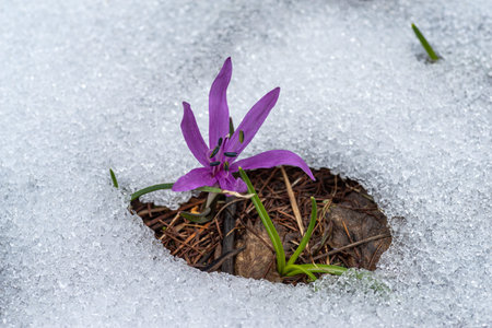 Spring crocus flower blooming on snow