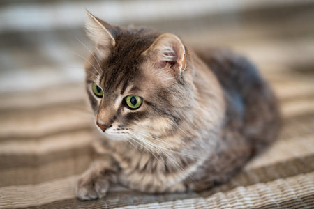 Portrait of cat lying on top of a couch