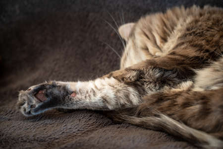 Close up of cat's paws on bedの写真素材