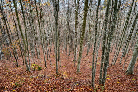 Forest of European beech in autumn, Liguria region, Italy