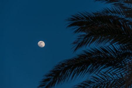 Moon in a blue night sky with silhouette of branch to palm tree