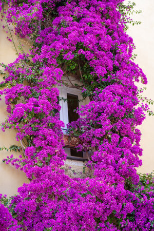 Bougainvillea flowers in bloom around a facade of house in Imperia old town, Liguria region, Italyの写真素材