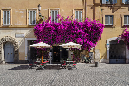 Rome, Italy - June 12, 2021: Bougainvillea flowers in bloom around a facade of house in Rome old town, Italyのeditorial素材