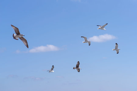Low angle view of flock of seagulls flying against clear blue sky