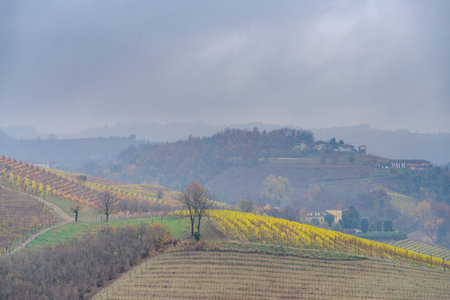 Autumnal landscape of vines and hills in Langhe in rainy day, Piedmont region, Northern Italy
