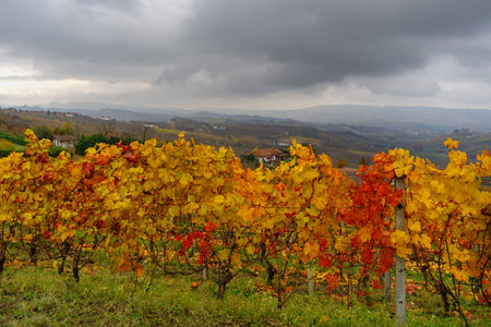 Autumnal landscape of vines and hills in Langhe in rainy day, Piedmont region, Northern Italy