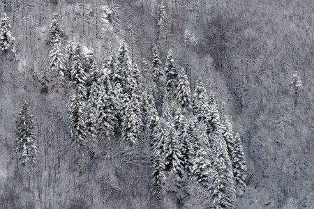 Elevated view of snowy mountain forest