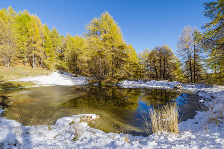 Colorful larch trees glisten as sunlight reflects off their branches, Italy, Ligurian Alps