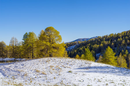 Colorful larch trees glisten as sunlight reflects off their branches, Italy, Ligurian Alpsの写真素材