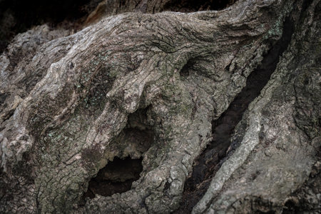 Bark of old olive tree trunkの写真素材