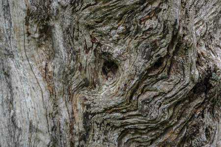 Bark of old olive tree trunkの写真素材