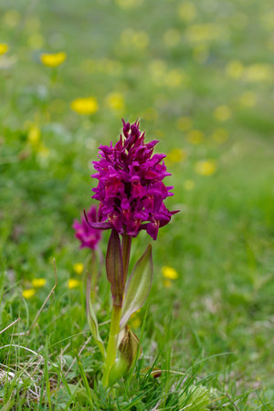 Broad leaved marsh orchid Dactylorhiza majalisの写真素材