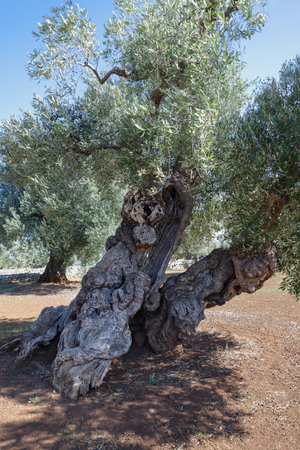 Tree trunk of centuries old olive tree, Puglia, Italyの写真素材