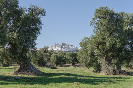 Italy, Apulia, Itria Valley, view of Ostuni from the olive grovesの写真素材