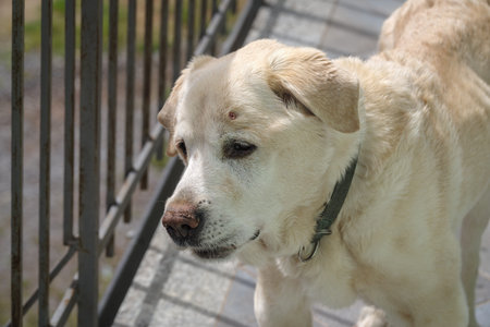 Senior Labrador retriever dog 14 years old in terrace of his house