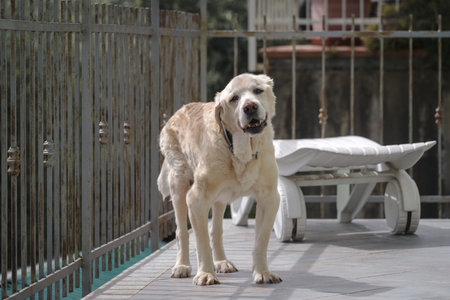 Senior Labrador retriever dog 14 years old in terrace of his house