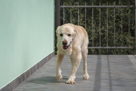 Senior Labrador retriever dog 14 years old in terrace of his house