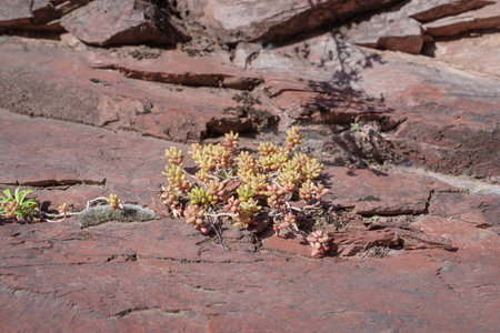 Sedum album it grows wild on rocky hillsides along of the Daluis gorges, Regional Nature Reserve, Southern Franceの写真素材