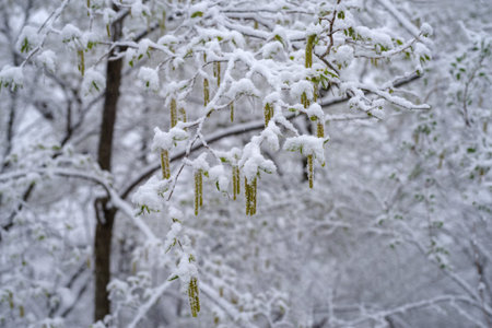 Leaves are emerging to cover the snow as it falls after an unusual snowfall in for the first days of...