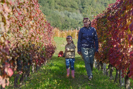 Mother and daughter walking away through beautiful vineyardの写真素材