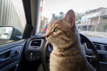 A beautiful gray striped adult cat is sitting on the passenger seat of the carの写真素材