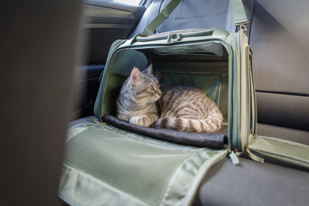 Cat in pet carrier on passenger seat of the carの写真素材