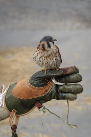 American kestrel on a falconer's gloveの写真素材