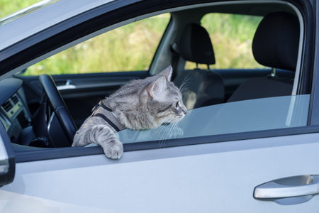 Domestic striped cat wearing a harness on the car looking at the road from the windowの写真素材