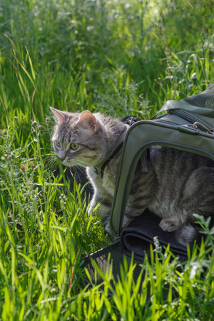 A gray tabby cat looking out from pet carrier to explore an outdoor settingの写真素材