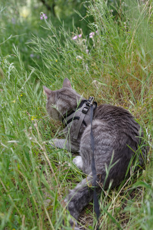 Domestic tabby cat wearing a leash on a walk outdoors in the grassの写真素材
