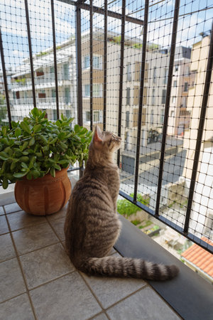 Tabby cat sitting on balcony and looking away through net while observing cityの写真素材