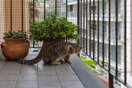 Tabby cat sitting on balcony and looking away through net while observing cityの写真素材